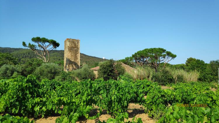 masia-torre-lloreta-s.xiii-9