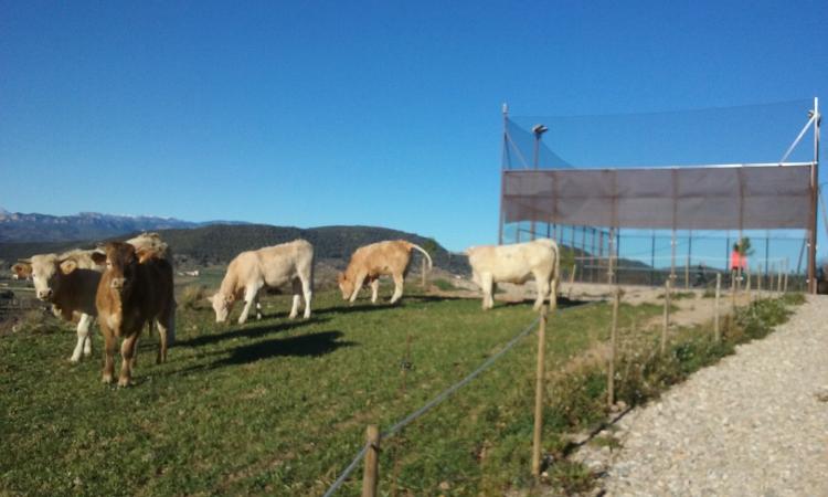 La Torre Blanca