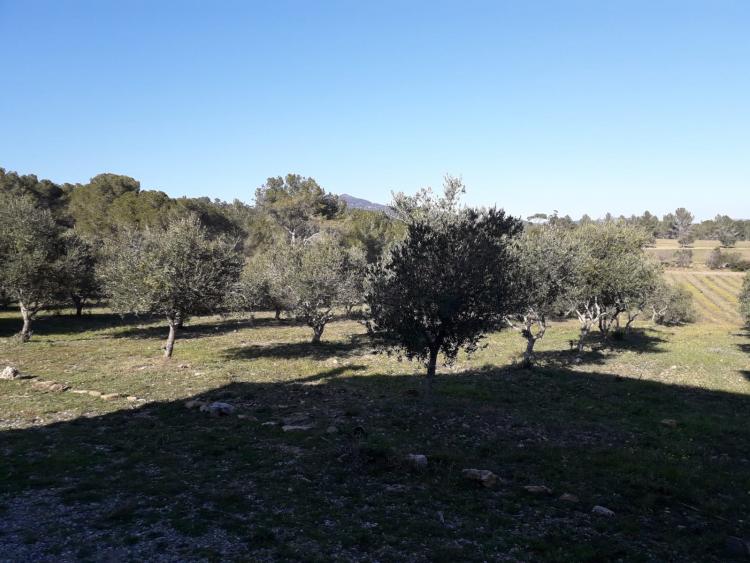 la-masoveria-del-bosc-4