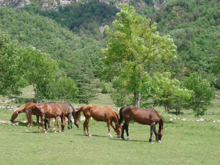 el-muig-2