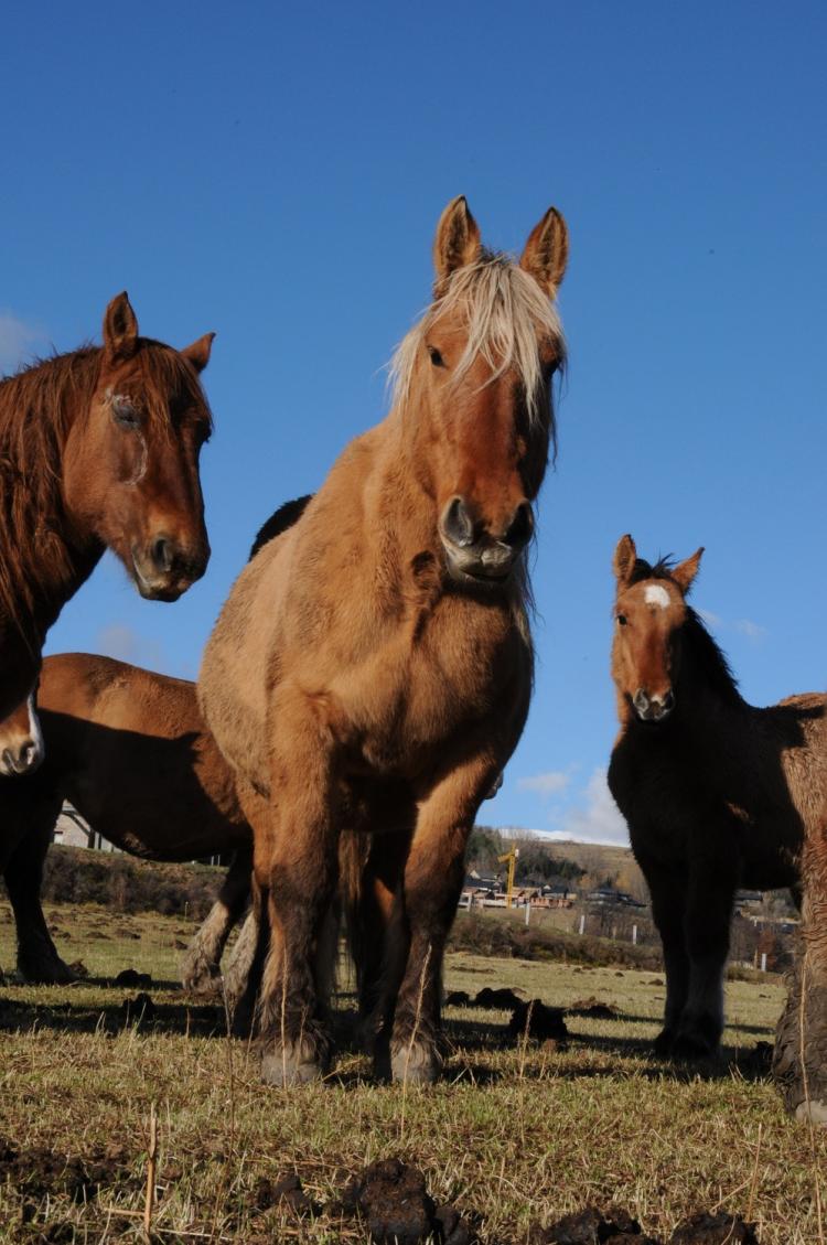 les-feixes-llargues-6