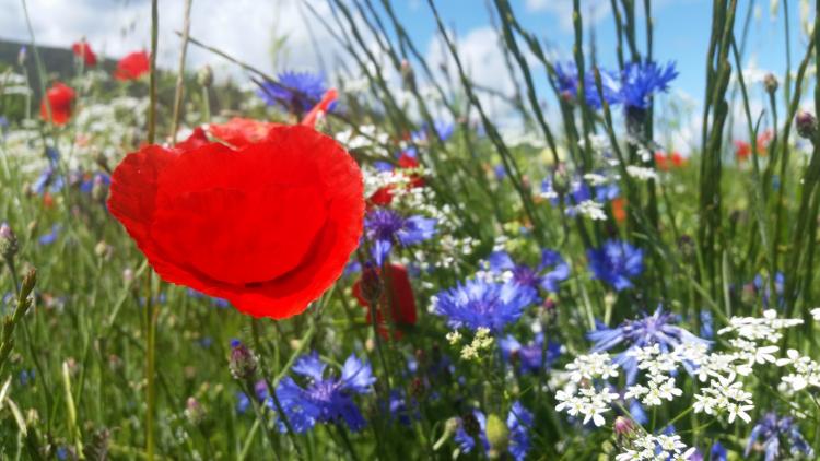 les-feixes-llargues-8