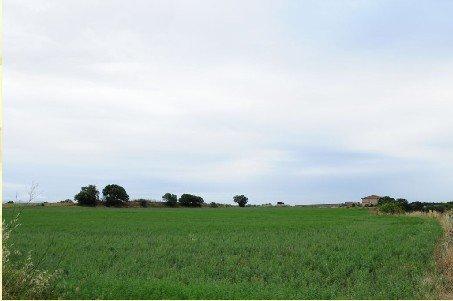 can-gori-8