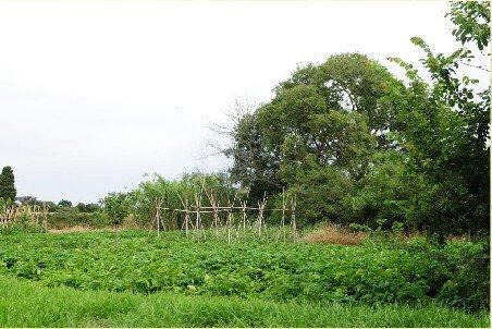 can-gori-9