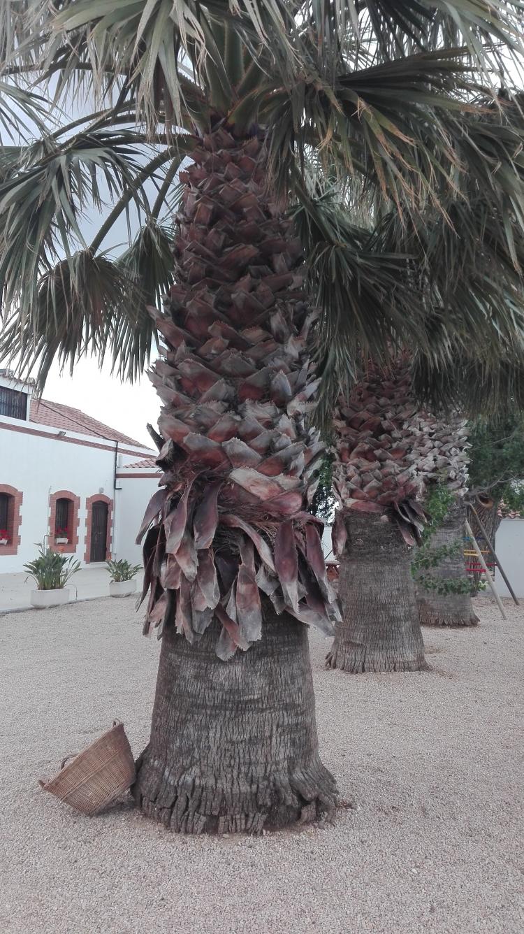 casella-mas-davall-7